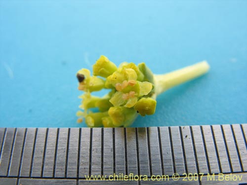 Image of Azorella trifurcata (). Click to enlarge parts of image.