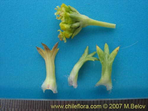 Image of Azorella trifurcata (). Click to enlarge parts of image.