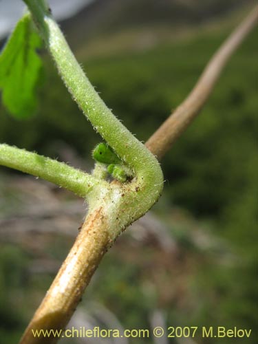 Фотография Chiliotrichum rosmarinifolium (Romerillo). Щелкните, чтобы увеличить вырез.