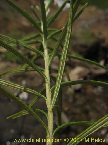 Bild von Chiliotrichum rosmarinifolium (Romerillo). Klicken Sie, um den Ausschnitt zu vergrössern.