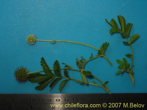 未確認の植物種 sp. #1756の写真
