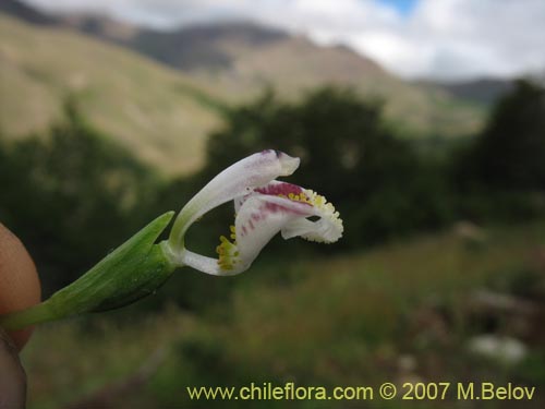 Image of Codonorchis lessonii (). Click to enlarge parts of image.