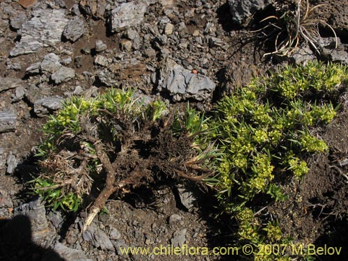 Image of Azorella sp. #1763 (). Click to enlarge parts of image.