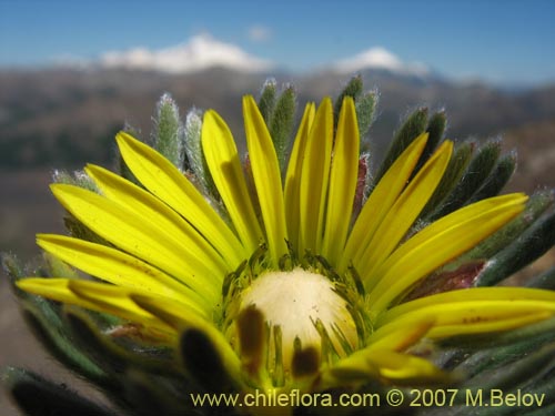 Фотография Chaetanthera villosa (Chinita). Щелкните, чтобы увеличить вырез.