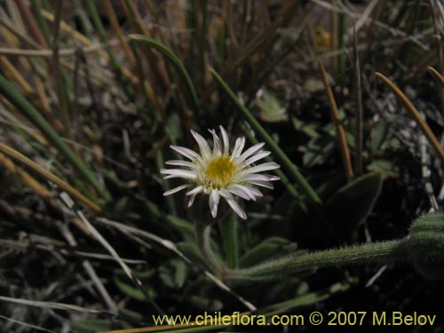 Image of Erigeron sp. #3094 (). Click to enlarge parts of image.