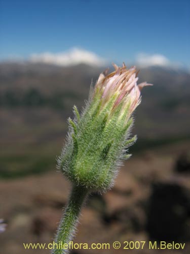 Bild von Erigeron sp. #3094 (). Klicken Sie, um den Ausschnitt zu vergrössern.