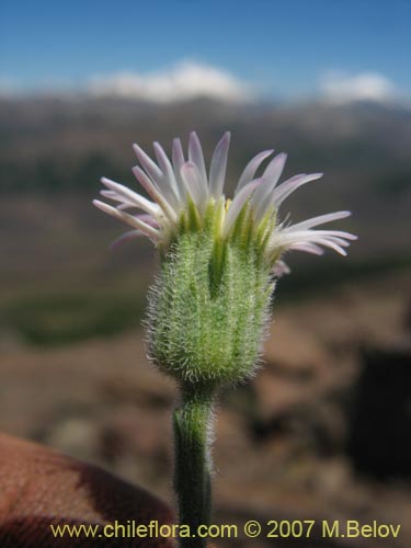 Bild von Erigeron sp. #3094 (). Klicken Sie, um den Ausschnitt zu vergrössern.