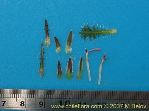 Image of Perezia pilifera (). Click to enlarge parts of image.