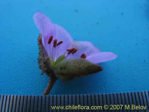 Montiopsis sp. #1688的照片