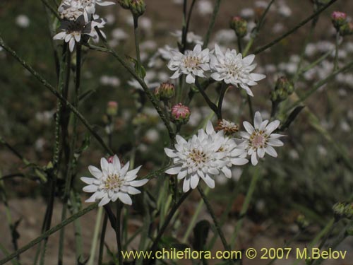 Image of Leucheria sp. #6053 (). Click to enlarge parts of image.
