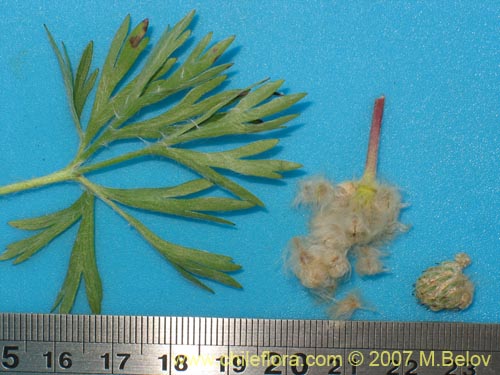 Image of Anemone multifida (). Click to enlarge parts of image.