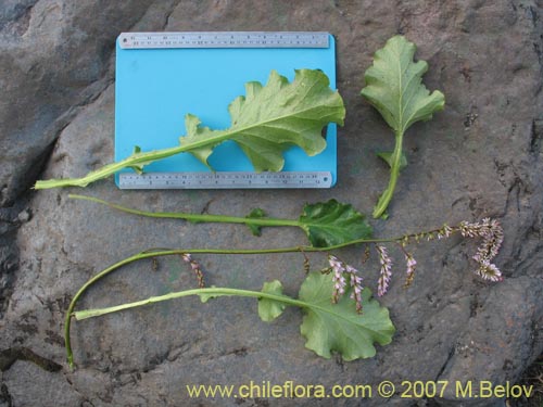 未確認の植物種 sp. #1315の写真
