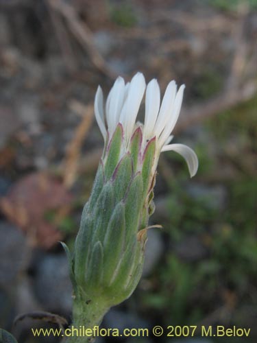 Asteraceae sp. #1687の写真