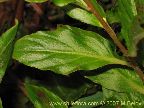 Bild von Lysimachia sertulata (Melilukul). Klicken Sie, um den Ausschnitt zu vergrössern.