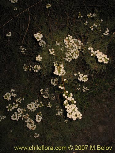 Bild von Calceolaria alba (). Klicken Sie, um den Ausschnitt zu vergrössern.