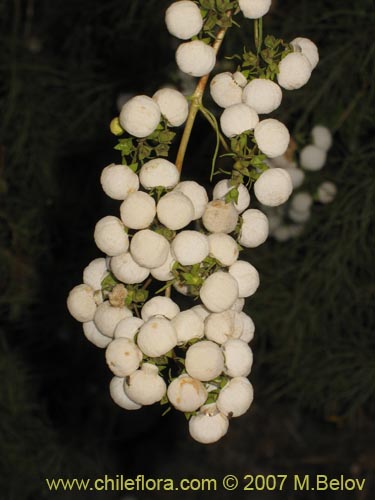 Image of Calceolaria alba (). Click to enlarge parts of image.