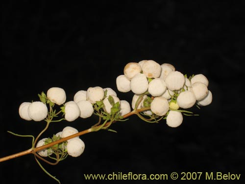 Фотография Calceolaria alba (). Щелкните, чтобы увеличить вырез.