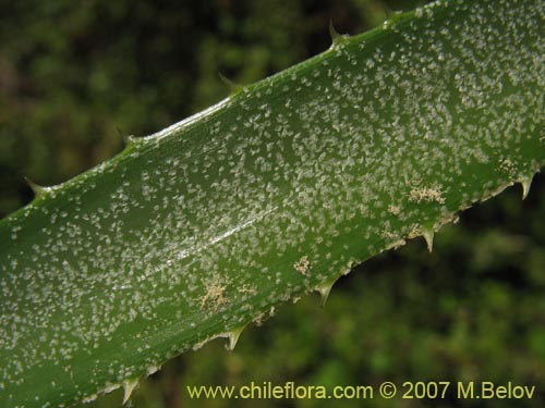 Image of Ochagavia carnea (Cardoncillo). Click to enlarge parts of image.