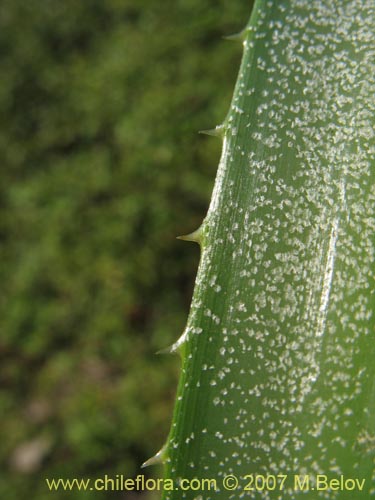 Image of Ochagavia carnea (Cardoncillo). Click to enlarge parts of image.