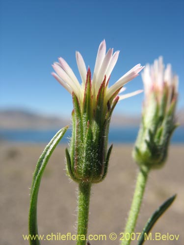 Imágen de Asteraceae sp. #Z 6439 (). Haga un clic para aumentar parte de imágen.