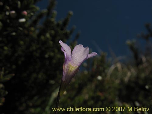 Imágen de Pinguicula chilensis (). Haga un clic para aumentar parte de imágen.