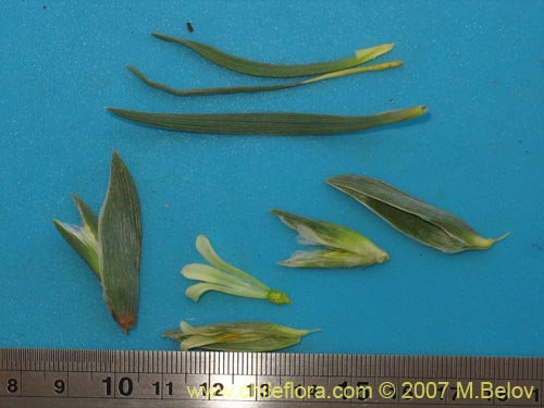 Image of Olsynium frigidum (chamelo). Click to enlarge parts of image.