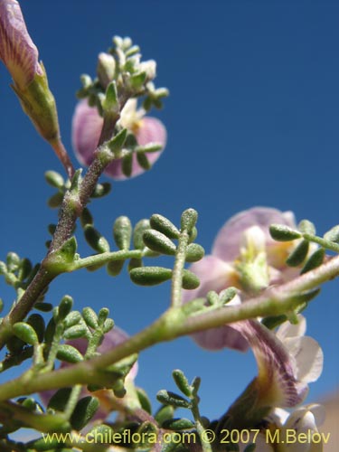 Imágen de Adesmia parvifolia (). Haga un clic para aumentar parte de imágen.