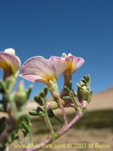 Imágen de Adesmia parvifolia (). Haga un clic para aumentar parte de imágen.