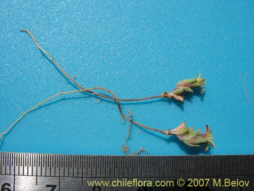 Chaetanthera euphrasioidesの写真