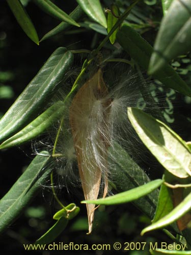 Diplolepsis menziesiiの写真