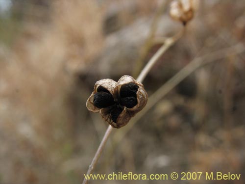 Фотография Conanthera campanulata (). Щелкните, чтобы увеличить вырез.