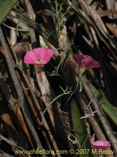 Image of Convolvulus chilensis (). Click to enlarge parts of image.