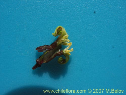 Carica chilensis的照片