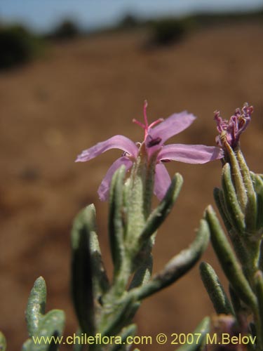 Image of Frankenia salina (Hierba del salitre). Click to enlarge parts of image.