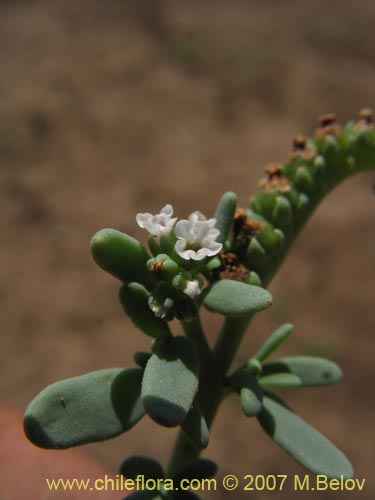 Фотография Boraginaceae sp. #1942 (). Щелкните, чтобы увеличить вырез.