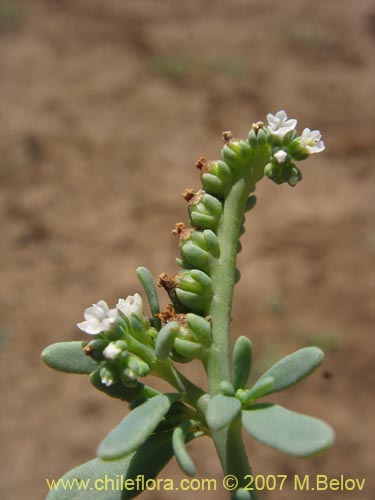Фотография Boraginaceae sp. #1942 (). Щелкните, чтобы увеличить вырез.