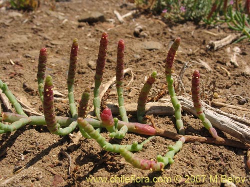 Sarcocornia fruticosa的照片