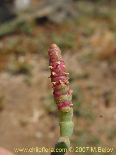 Imágen de Sarcocornia fruticosa (). Haga un clic para aumentar parte de imágen.