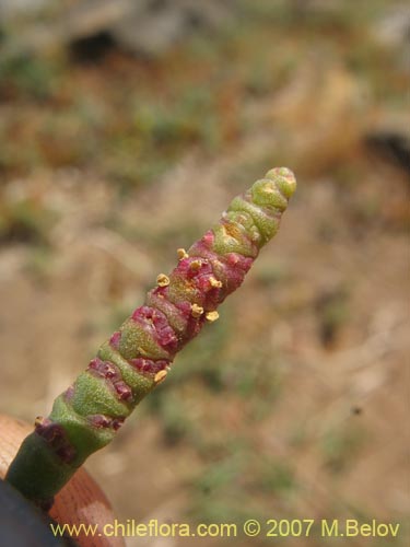 Фотография Sarcocornia fruticosa (). Щелкните, чтобы увеличить вырез.