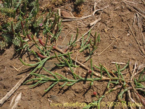 Sarcocornia fruticosaの写真