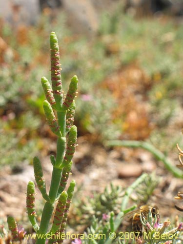 Sarcocornia fruticosaの写真