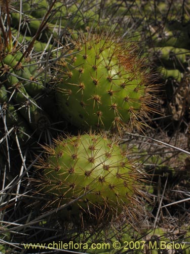 Bild von Eulychnia castanea (Copado de Philippi). Klicken Sie, um den Ausschnitt zu vergrössern.