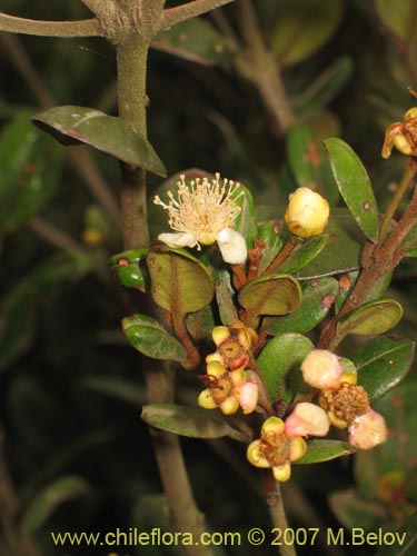 Imágen de Myrceugenia correifolia (Petrillo / Petrilla). Haga un clic para aumentar parte de imágen.