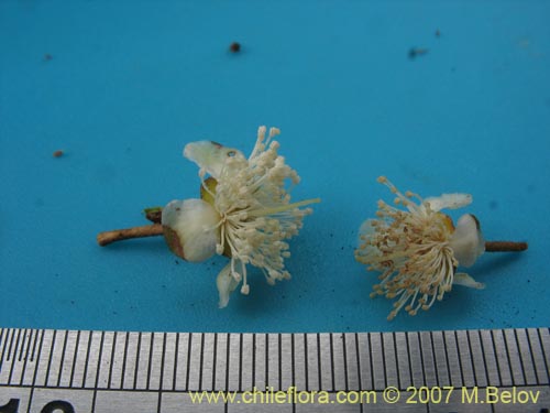 Bild von Myrceugenia correifolia (Petrillo / Petrilla). Klicken Sie, um den Ausschnitt zu vergrössern.