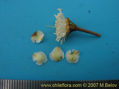 Myrceugenia correifolia의 사진