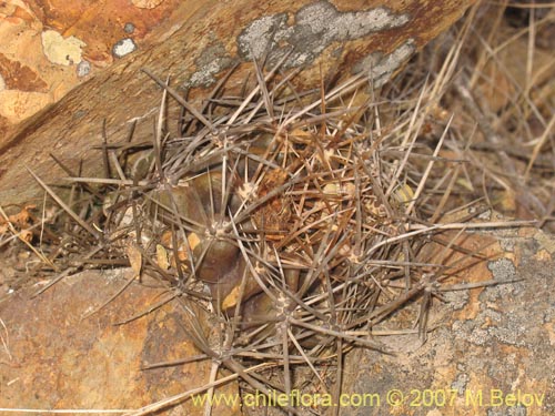Eriosyce curvispina의 사진