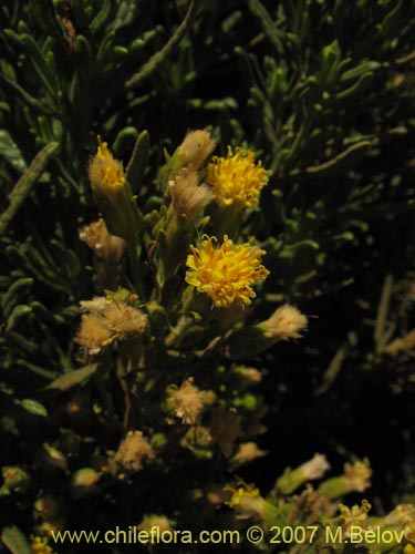 Imágen de Asteraceae sp. #3175 (). Haga un clic para aumentar parte de imágen.