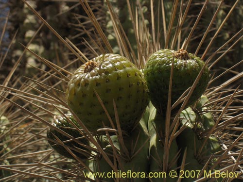 Фотография Eulychnia acida (Copao). Щелкните, чтобы увеличить вырез.