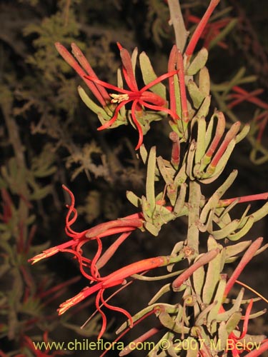 Фотография Ligaria cuneifolia (). Щелкните, чтобы увеличить вырез.