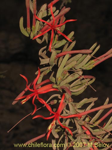 Ligaria cuneifoliaの写真